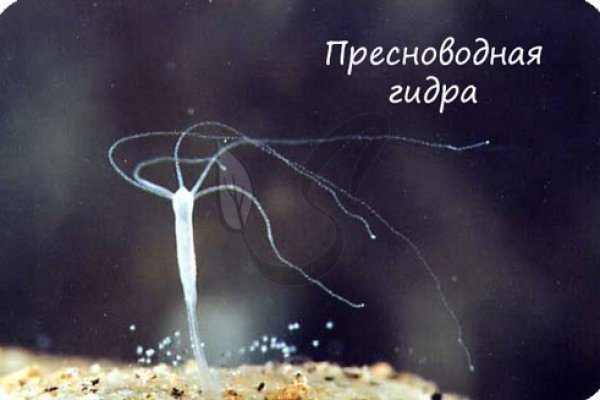 Актуальное зеркало kraken